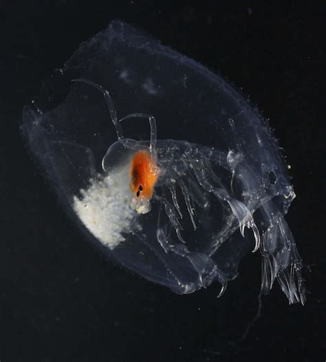 Barrel amphipod • MBARI