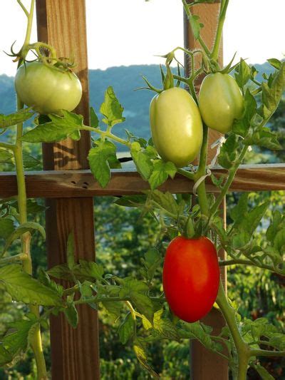 Which Tomatoes Are Determinate And Which Are Indeterminate?