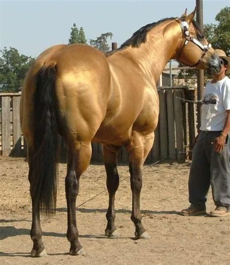 This is the color I imagined the Godolphin Arabian was. | Aqha horses, Reining horses, Horses