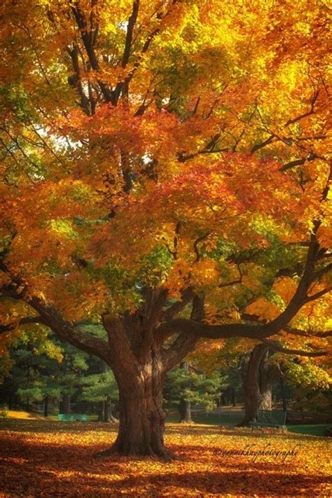 autumn colours | Autumn trees, Autumn scenery, Fall pictures