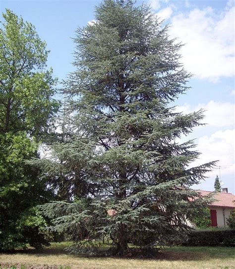 CEDRUS atlantica Glauca / CEDRE DE L'ATLAS BLEU