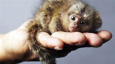 Pygmy Marmoset Pet - Care | Price | For Sale - Primates Park