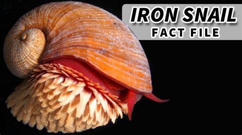 Iron Snail Facts: the SCALY SNAIL facts 🐌 Animal Fact Files - YouTube