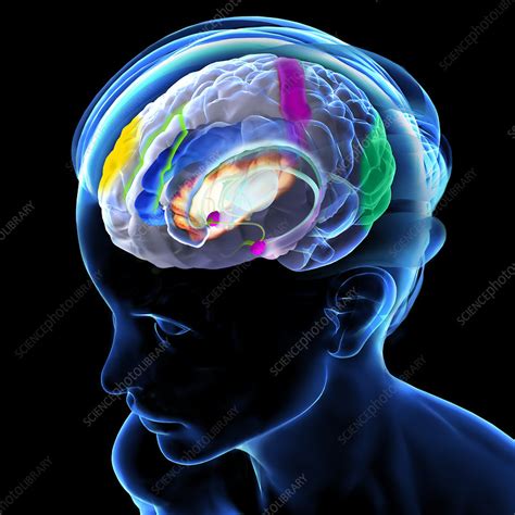 Brain & meditation - Stock Image - C026/8586 - Science Photo Library