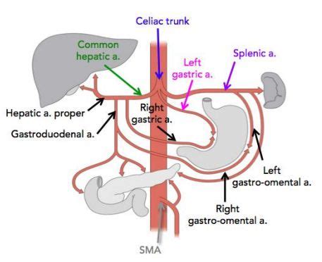 Image result for celiac trunk branches | Vascular ultrasound, Arteries anatomy, Ultrasound physics