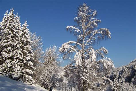 Winter Scene in the Thuringian Forest - Brilliant Creation