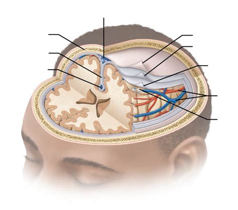 art-labeling activity: cranial meninges - pact-accounting-software-tutorial