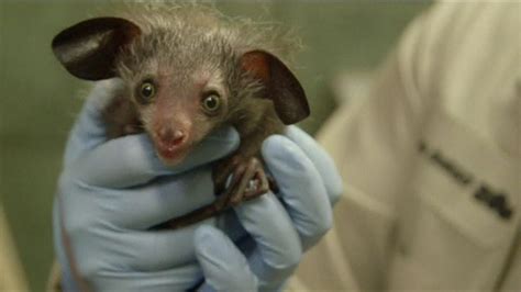 Check up for baby aye-aye at San Diego Zoo - BBC Newsround