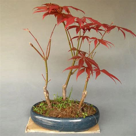 American Red Maple Tree Seeds 20 pcs - Pure Bonsai