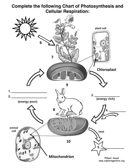 Cellular Respiration Equation Balanced