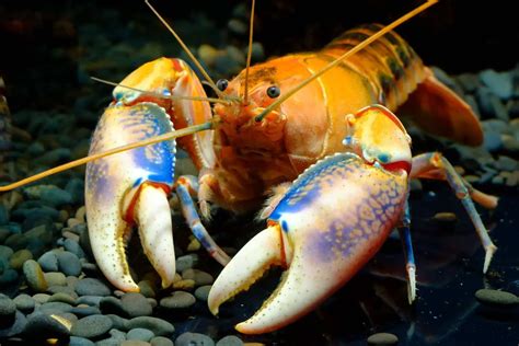 What Do Crayfish Eat: In the Wild and in Your Aquarium | Fishkeeping World