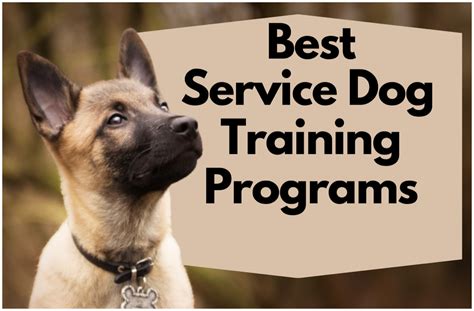 The 5 Best Service Dog Training Programs 2022 - The Village Voice ...