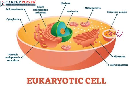 Eukaryotic Cell: Diagram, Definition, Structure & Examples