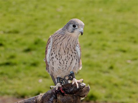 The Online Zoo - Common Kestrel