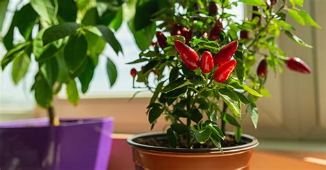 How To Grow Pepper Plants Indoors - The Garden Magazine