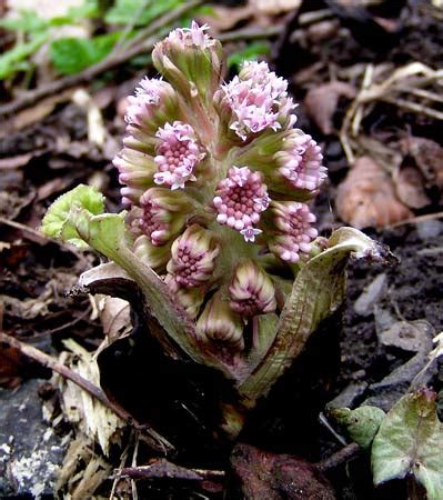 Butterbur | Plant-Lore