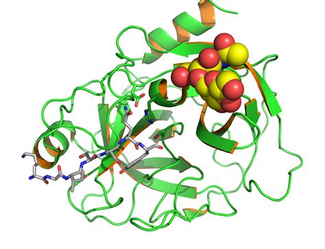 Prostate-specific antigen - Wikipedia