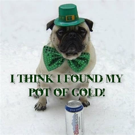 Funny Dog St. Patrick Day LOL - Dogs Photo (33928604) - Fanpop