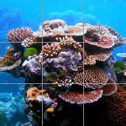 Steve Stone Coral Reef Foundation