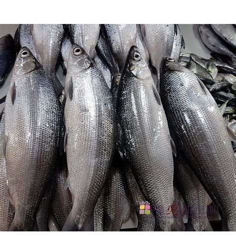 Fresh Bangus Special Milk Fish 2 Kg – PhilRegalo Ent. | PhilRegalo.com ...