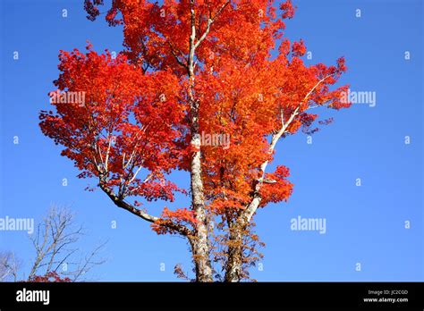 Japanese Fall Foliage Stock Photo - Alamy