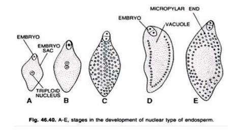 Endosperm development