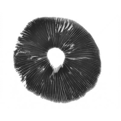 Buy Mazatapec psilocybe cubensis spore print - mazatapec cubensis strain