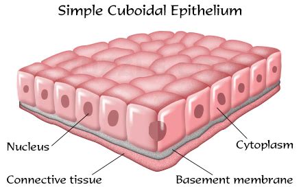 Epithelial Tissues - Types of Epithelial Tissues - The Nurse Page