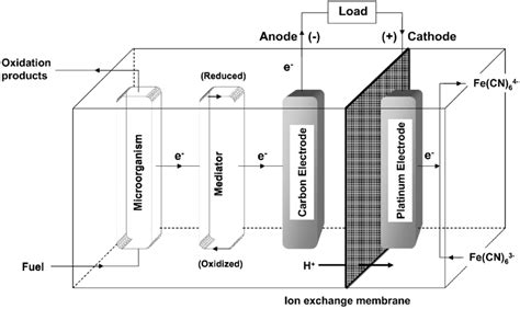 Schematic diagram showing the principal features of a microbial fuel cell. | Download Scientific ...