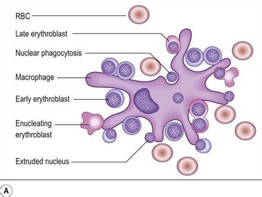 Normal bone marrow histology | Basicmedical Key