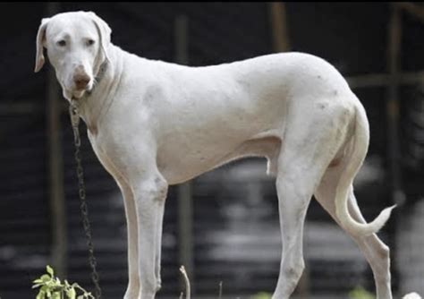 Rajapalayam – Dog Breed Information and Pictures | Livelife