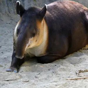 Baird's Tapir - Facts, Diet, Habitat & Pictures on Animalia.bio