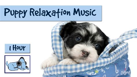 1 Hour of Puppy Relaxation Music - YouTube