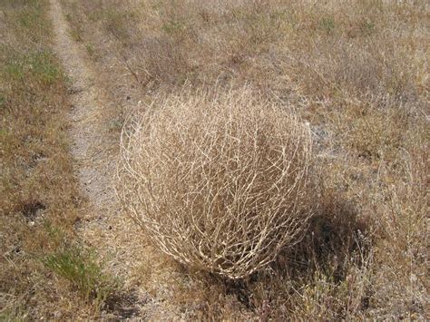 Spin Class: Why Tumbleweeds Are On a Roll in West Texas