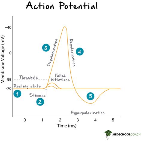 Action Potentials, Refractory Period, and Summation – MCAT Biology | MedSchoolCoach