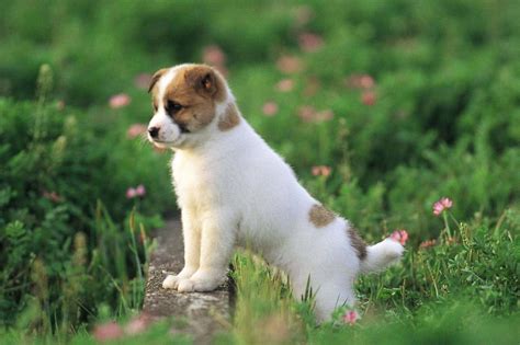 Download Puppy Dog Breeds Looking At Grass Wallpaper | Wallpapers.com