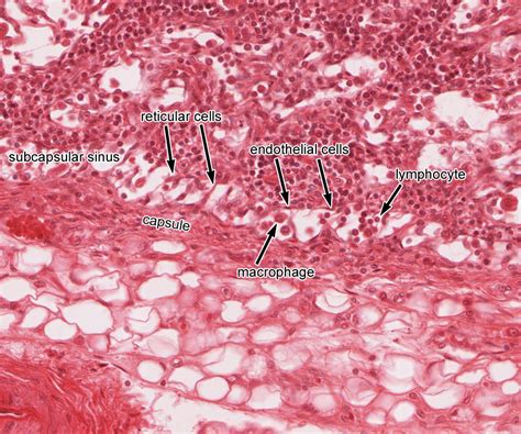 Lymphatic Vessels Slide