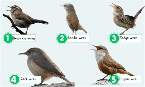 5 Common Types of Wrens (Characteristics, Habits & More)