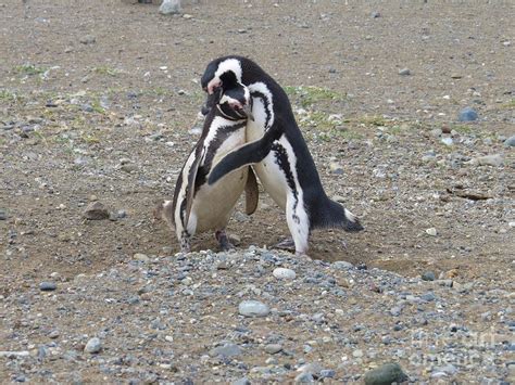 Penguin Love Photograph by World Reflections By Sharon - Fine Art America