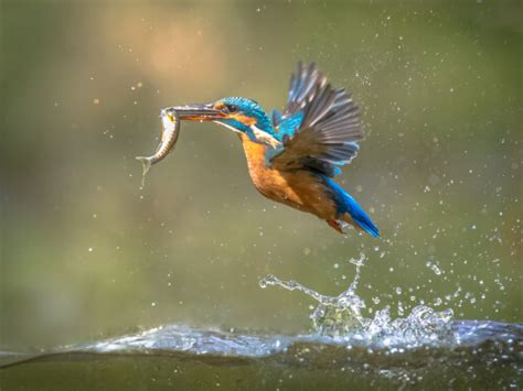 Kingfisher - Facts and Beyond | Biology Dictionary