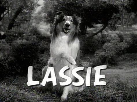 Pin on Lassie