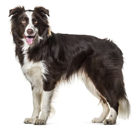 Border Collie Dog Breed Information | Purina