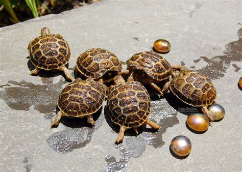 Hatchling Russian Tortoise, healthy and well started | Tortoise Forum