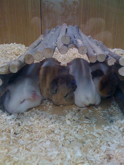 Guinea pig tunnel | Flickr - Photo Sharing!