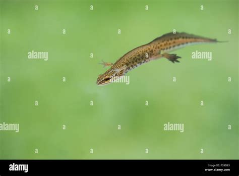 Palmate newt uk breeding hi-res stock photography and images - Alamy