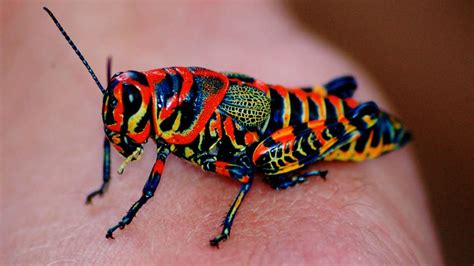 5 Most Beautiful Insects You Won't Believe Are Real - YouTube