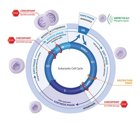 Cell Cycle In Eukaryotes