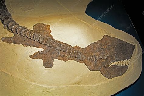 Cretoxyrhina Mantelli Shark Fossil - Stock Image - C033/5655 - Science Photo Library