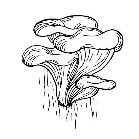 Oyster mushrooms, autumn doodle hand drawing illustration. growing on a ...