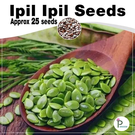 Ipil Ipil Seeds ( approx 25 seeds ) | Shopee Philippines